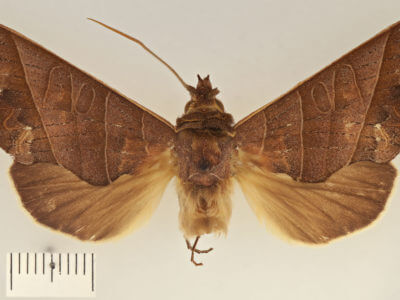 dorsal view of adult Antaea juturna