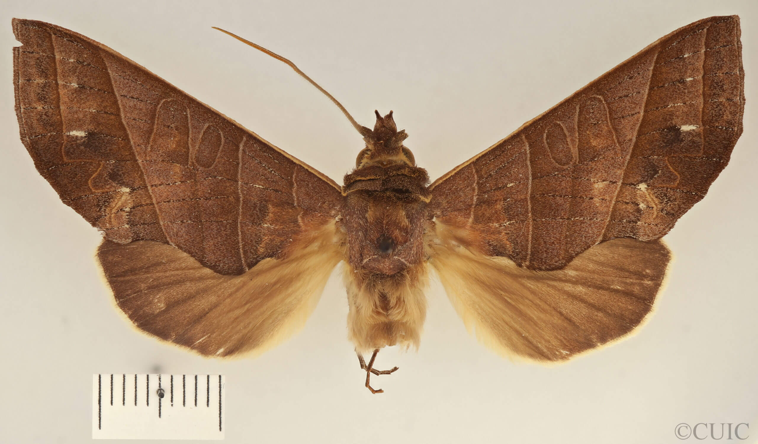 dorsal view of adult Antaea juturna