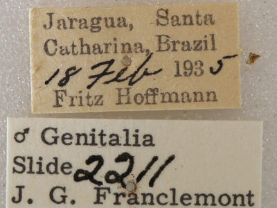 label view of adult Anurocampa mingens