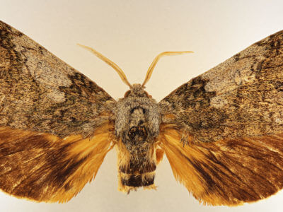 dorsal view of adult Anurocampa mingens