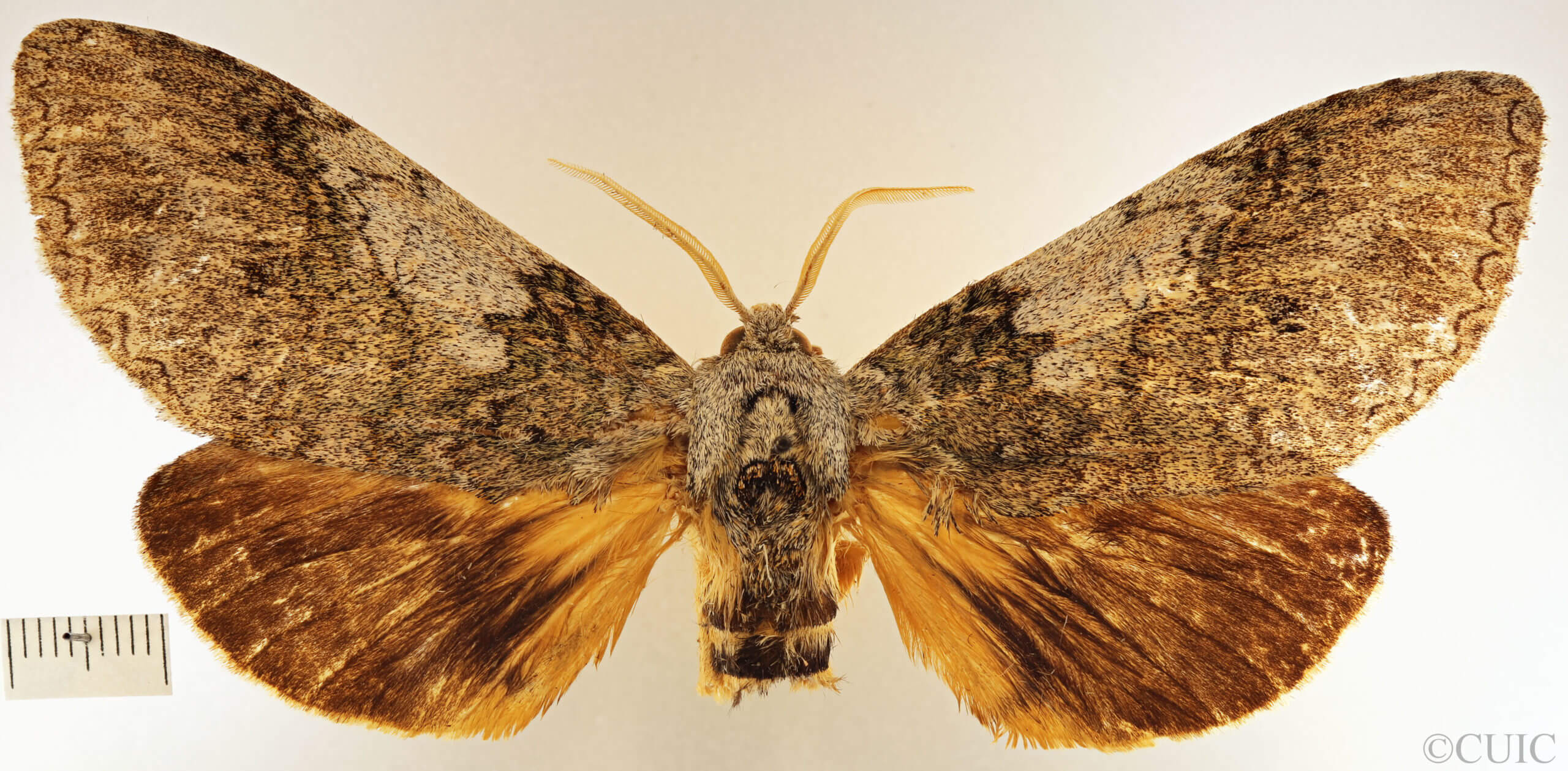 dorsal view of adult Anurocampa mingens