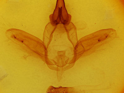 genitalia view of adult Anurocampa mingens