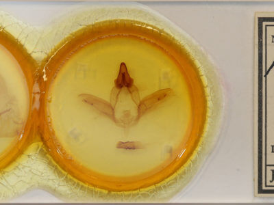 slide view of adult Anurocampa mingens