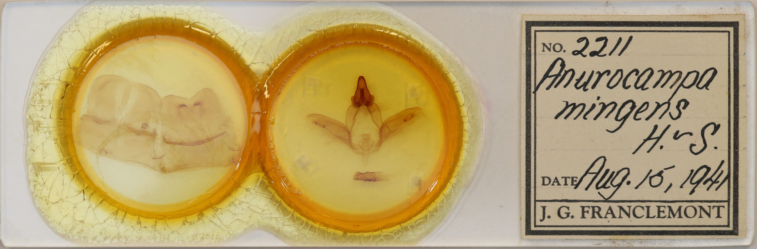 slide view of adult Anurocampa mingens