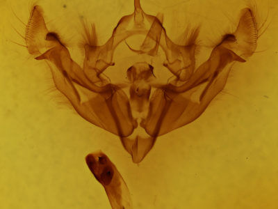 genitalia view of adult Apamea niveivenosa