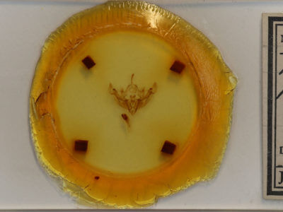 slide view of adult Apamea niveivenosa