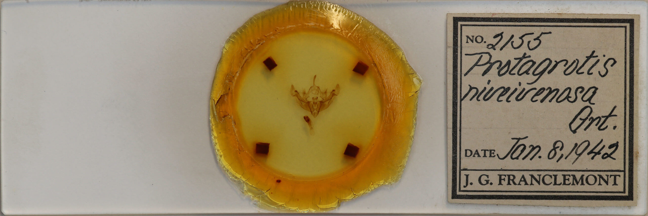 slide view of adult Apamea niveivenosa