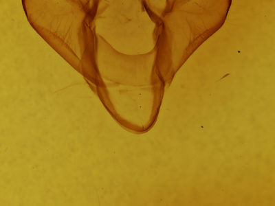 genitalia view of adult Apantesis parthenice