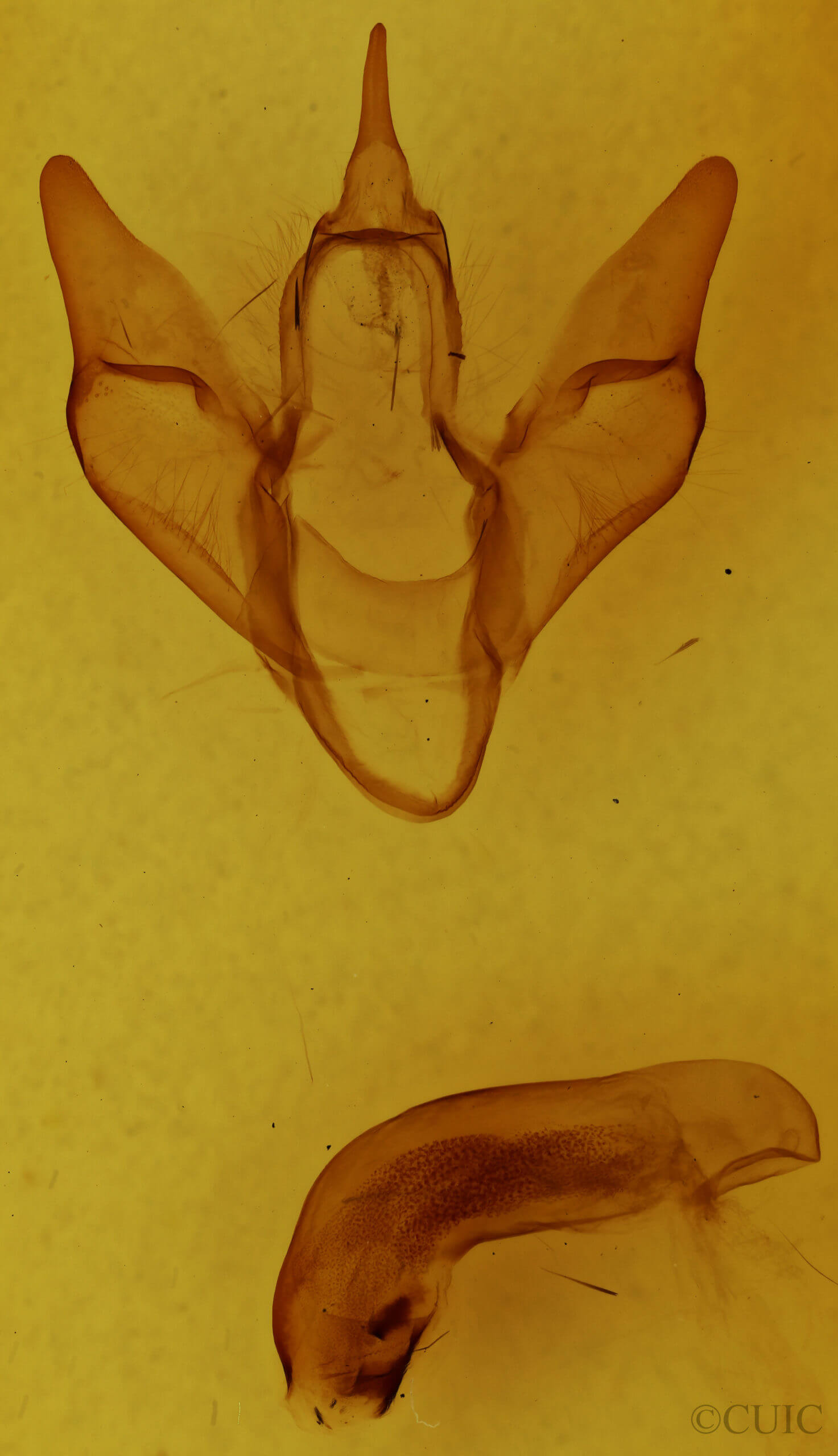 genitalia view of adult Apantesis parthenice