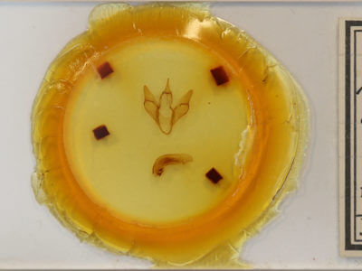 slide view of adult Apantesis parthenice