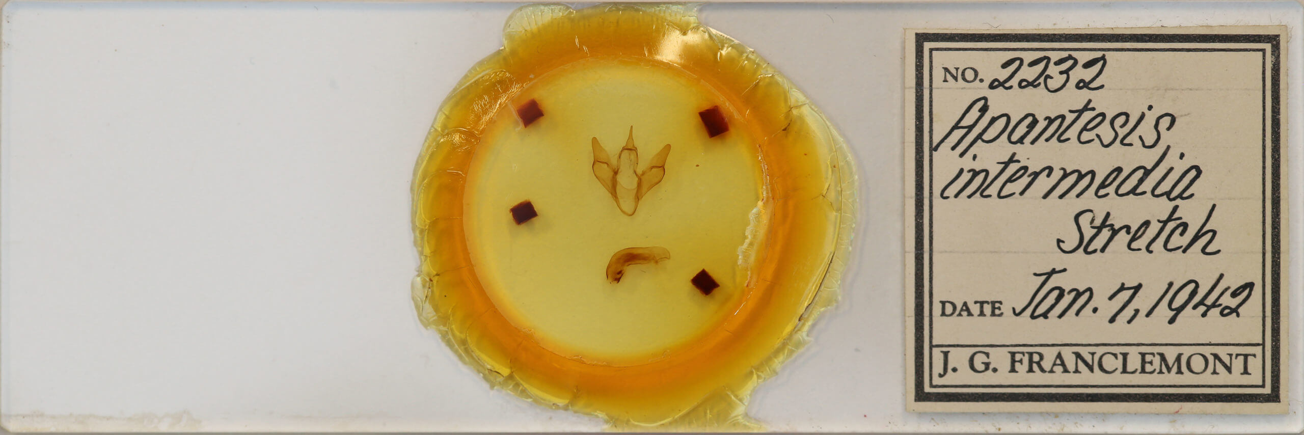 slide view of adult Apantesis parthenice