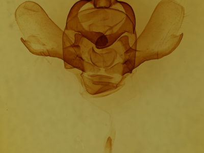 genitalia view of adult Pantelodes satellitia