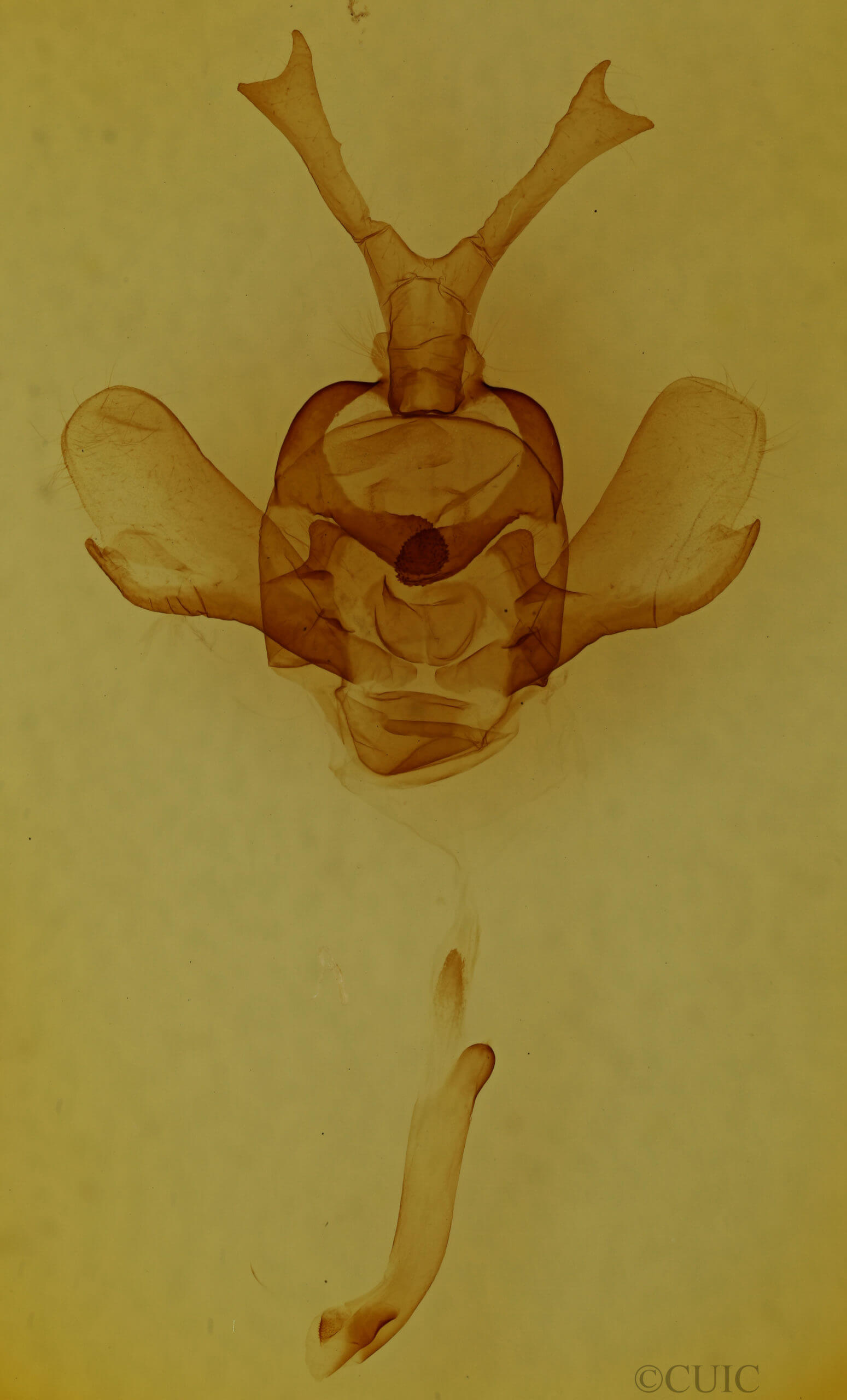genitalia view of adult Pantelodes satellitia
