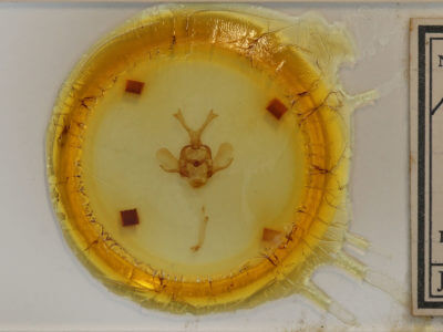 slide view of adult Pantelodes satellitia