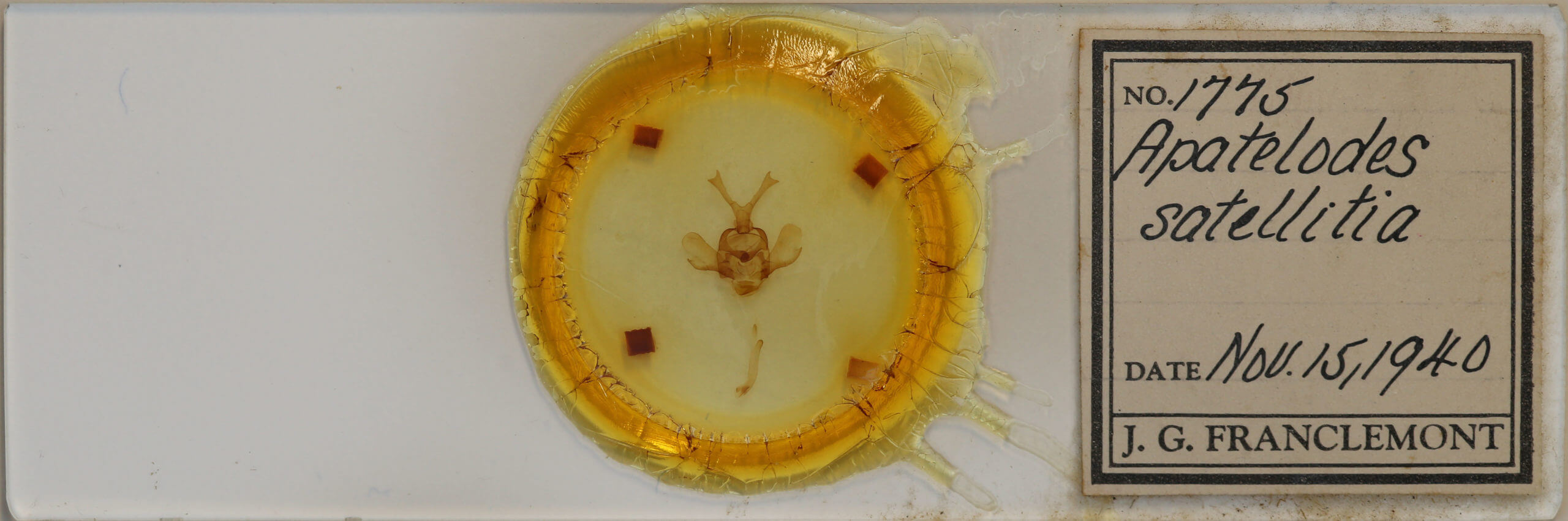 slide view of adult Pantelodes satellitia