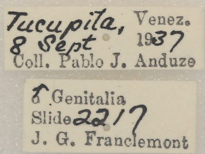 label view of adult Apela strigatula