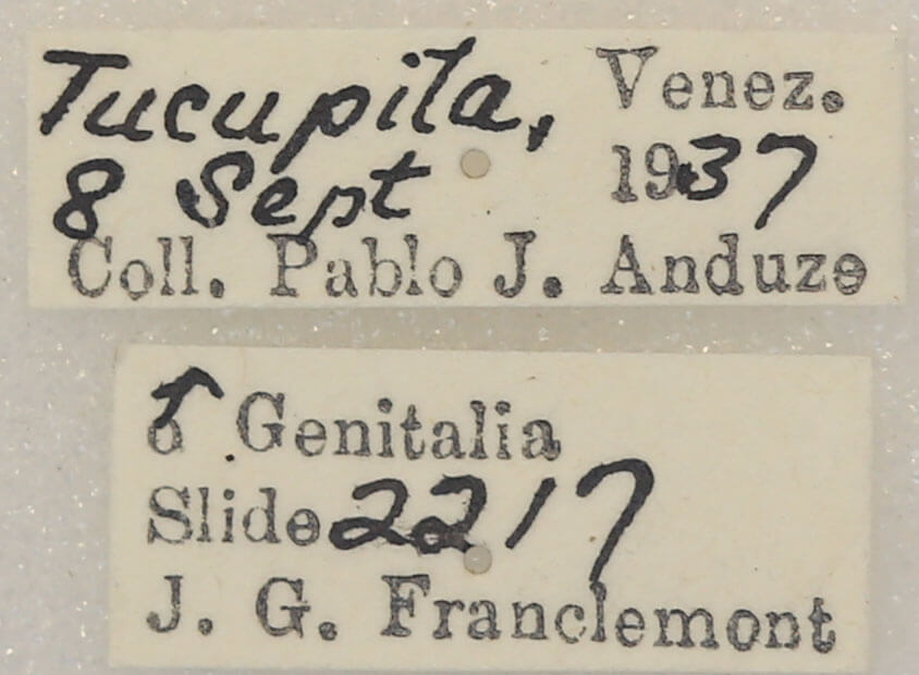 label view of adult Apela strigatula
