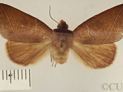 dorsal view of adult Apela strigatula