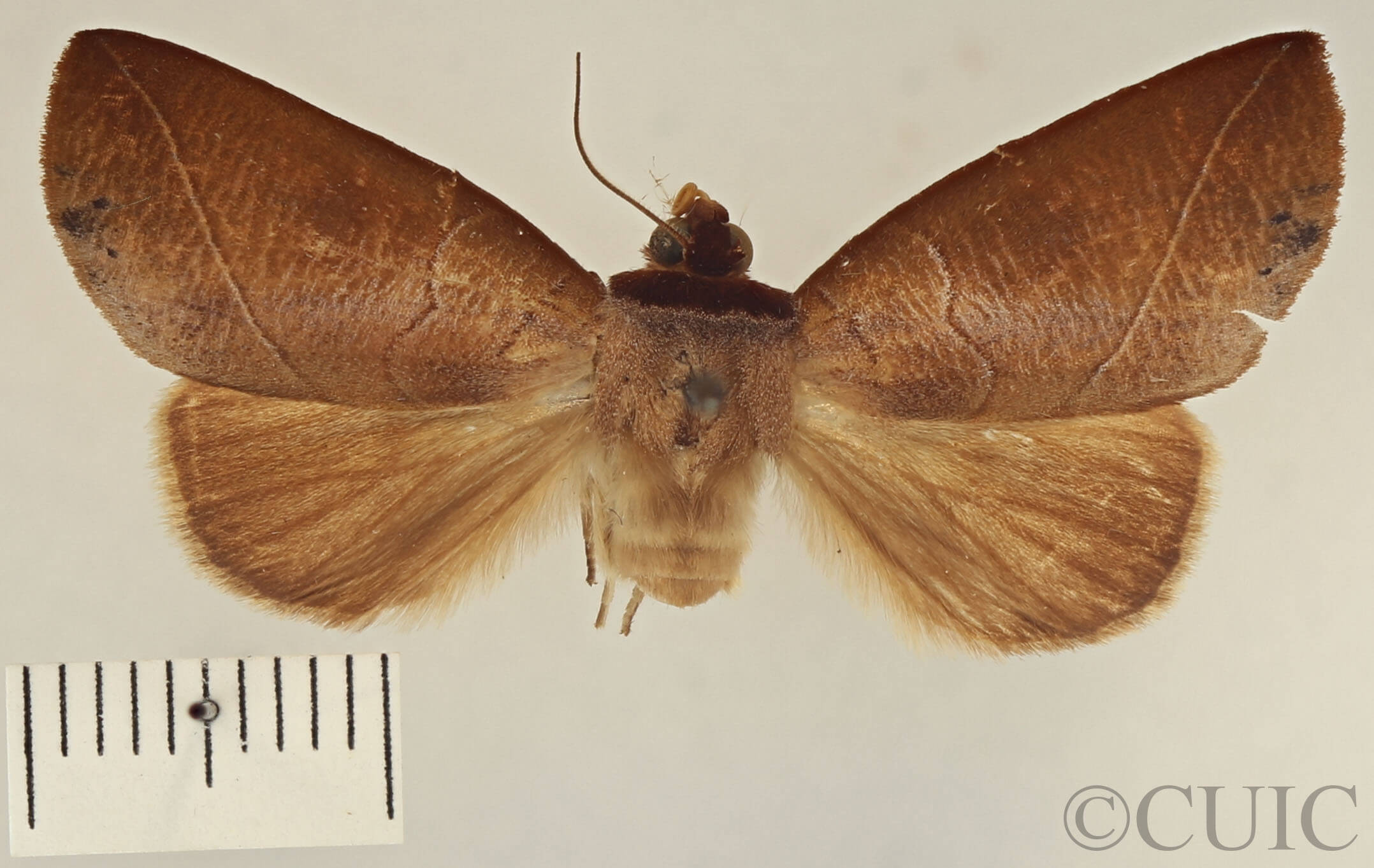 dorsal view of adult Apela strigatula