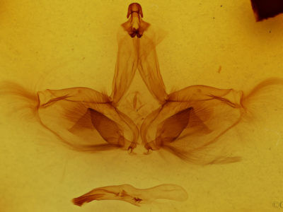 genitalia view of adult Apela strigatula