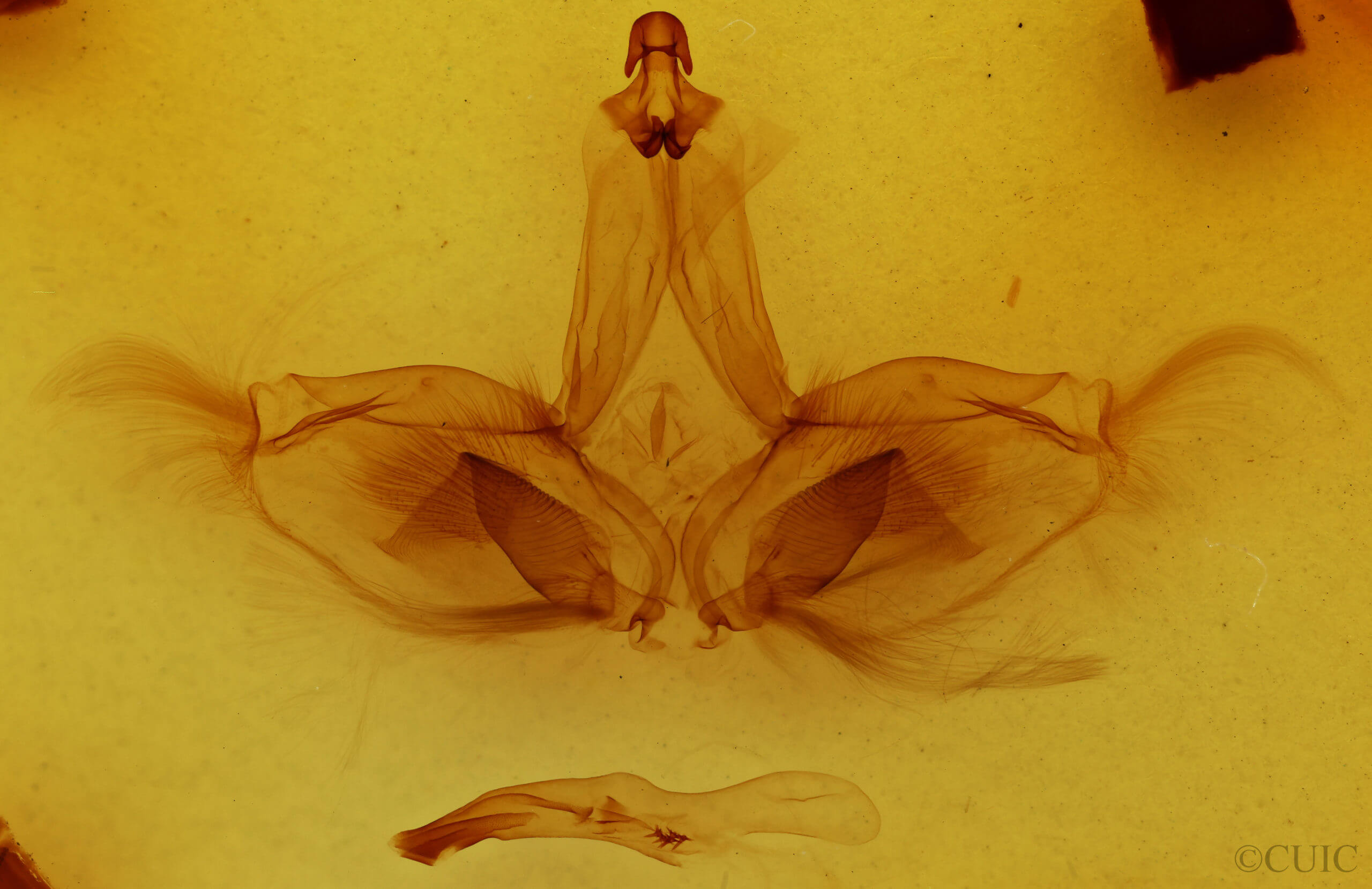 genitalia view of adult Apela strigatula