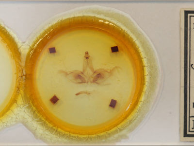 slide view of adult Apela strigatula