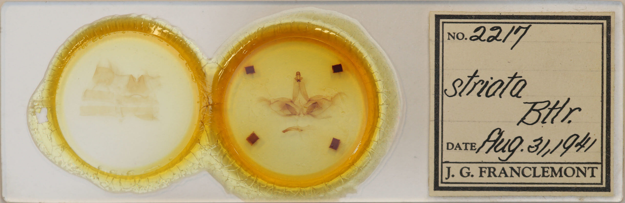 slide view of adult Apela strigatula