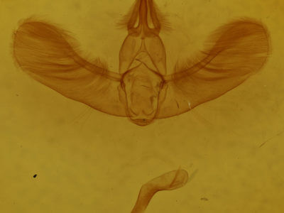 genitalia view of adult Apoda biguttata