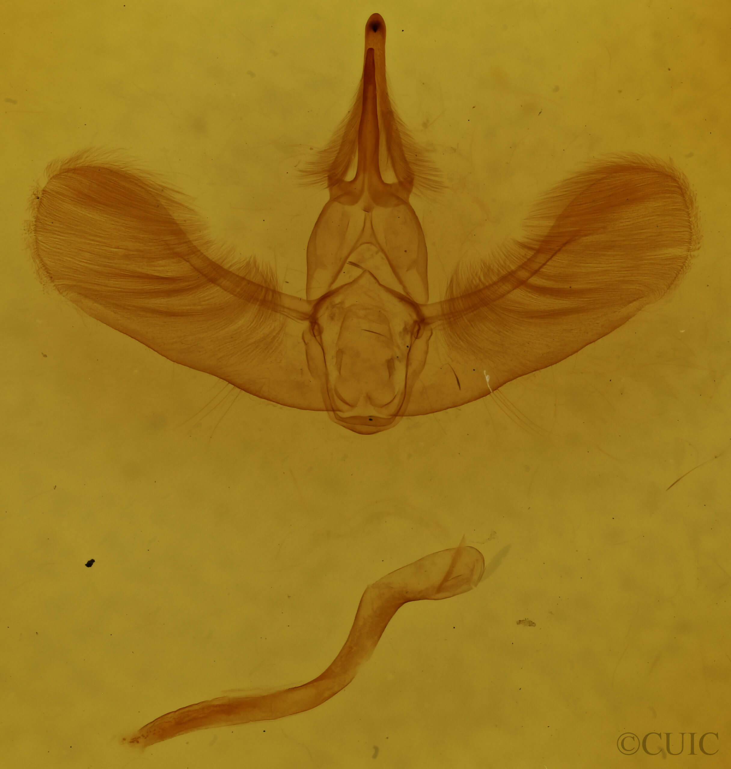 genitalia view of adult Apoda biguttata