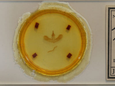 slide view of adult Apoda biguttata