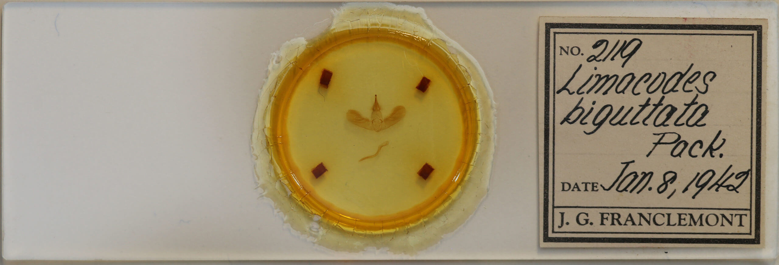 slide view of adult Apoda biguttata