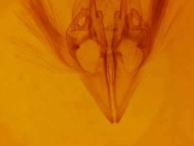 genitalia view of adult Argyrostrotis flavistriaria