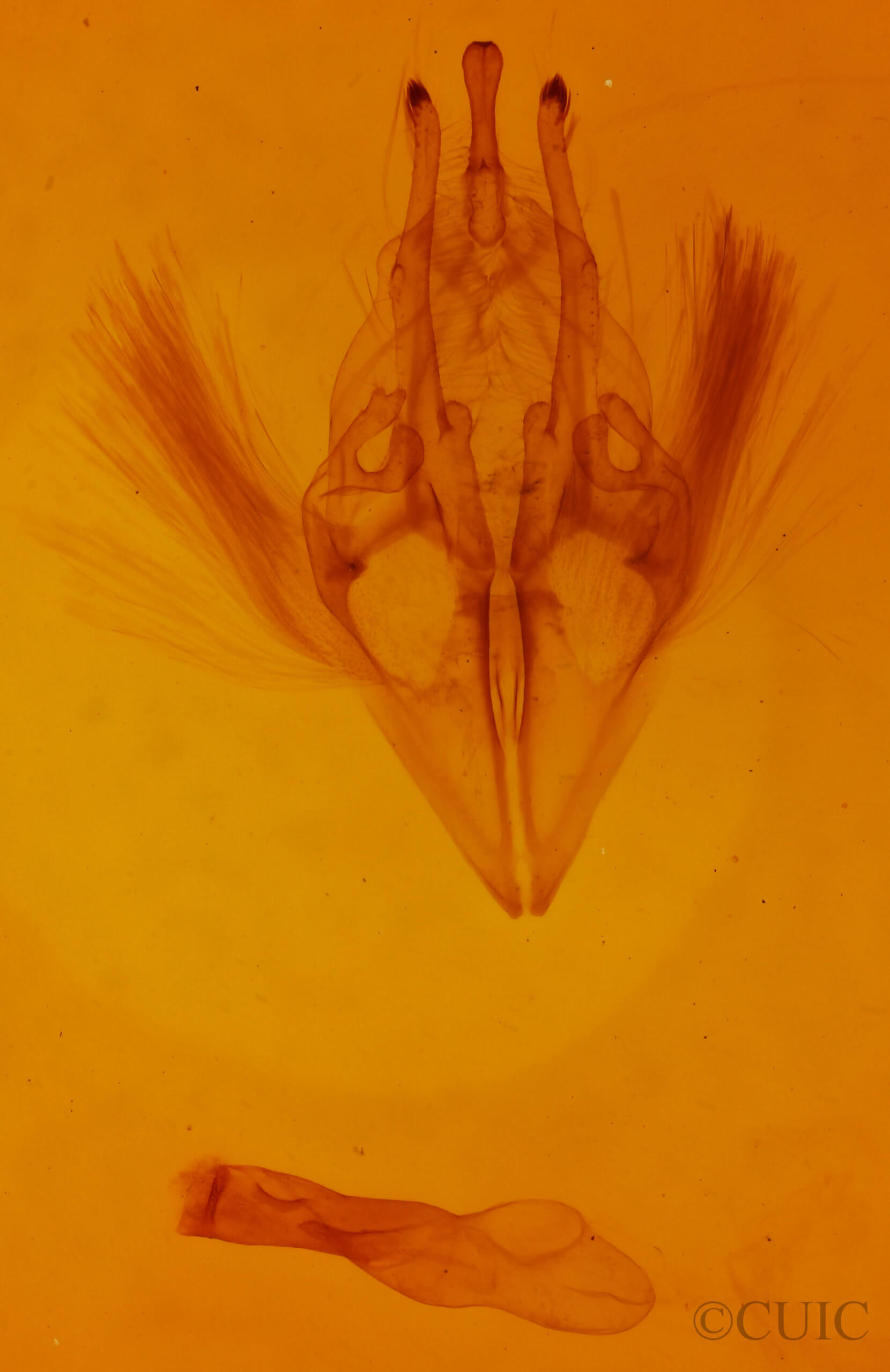 genitalia view of adult Argyrostrotis flavistriaria