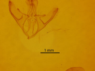genitalia view of adult Argyrostrotis deleta