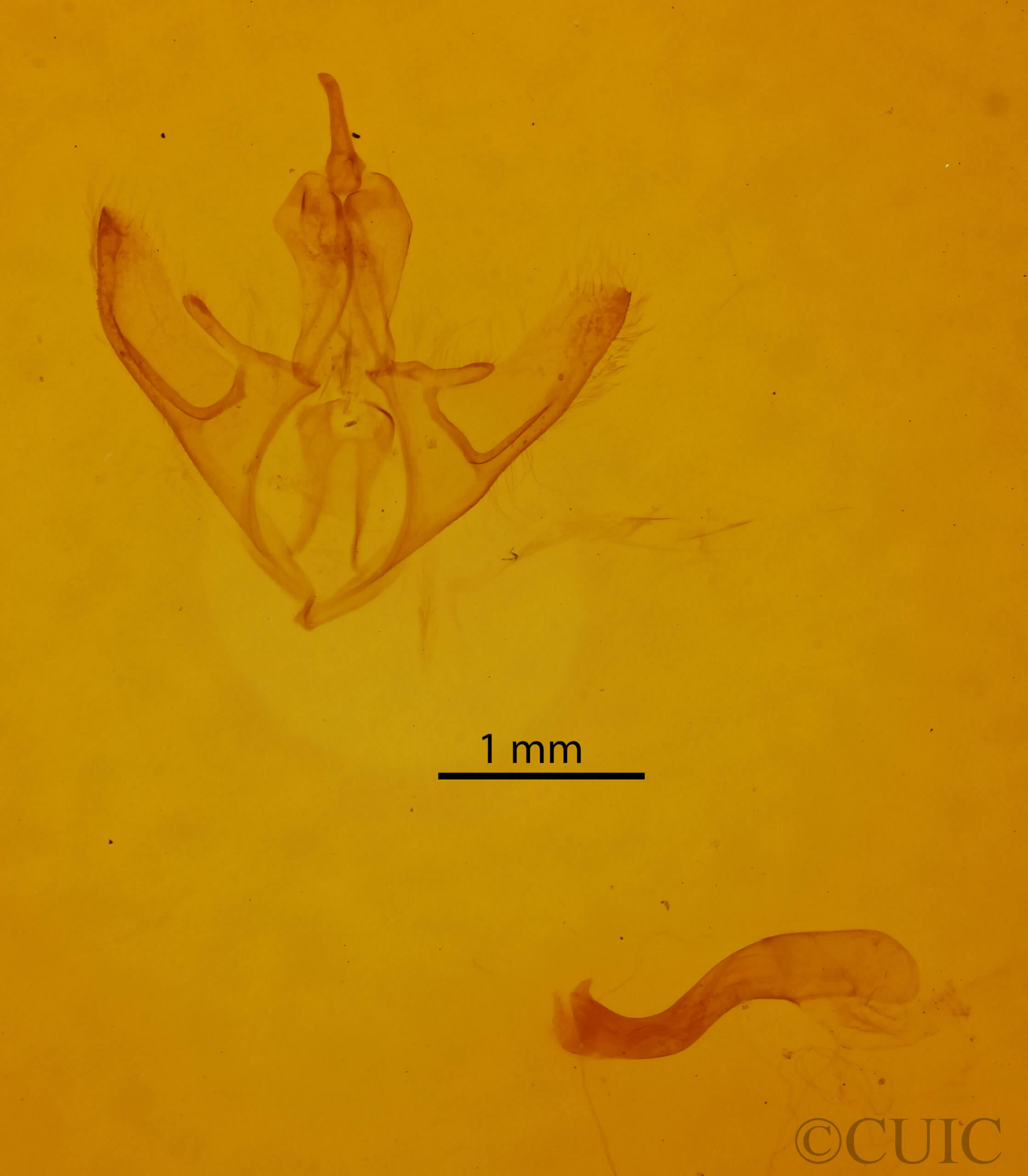 genitalia view of adult Argyrostrotis deleta