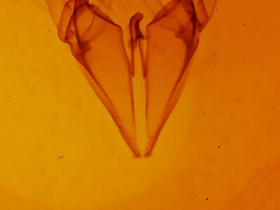 genitalia view of adult Argyrostrotis sylvarum