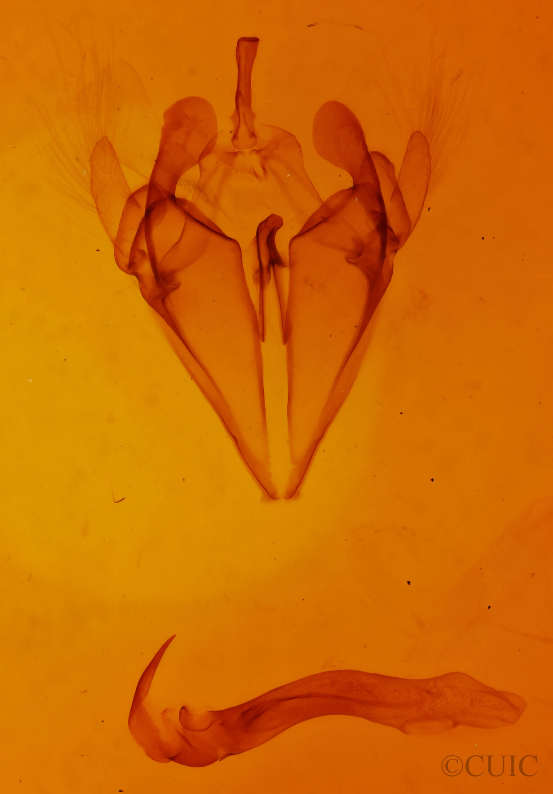 genitalia view of adult Argyrostrotis sylvarum
