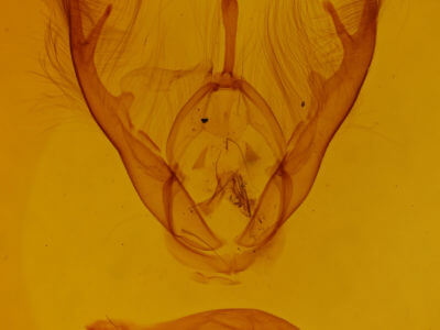 genitalia view of adult Lesmone detrahens