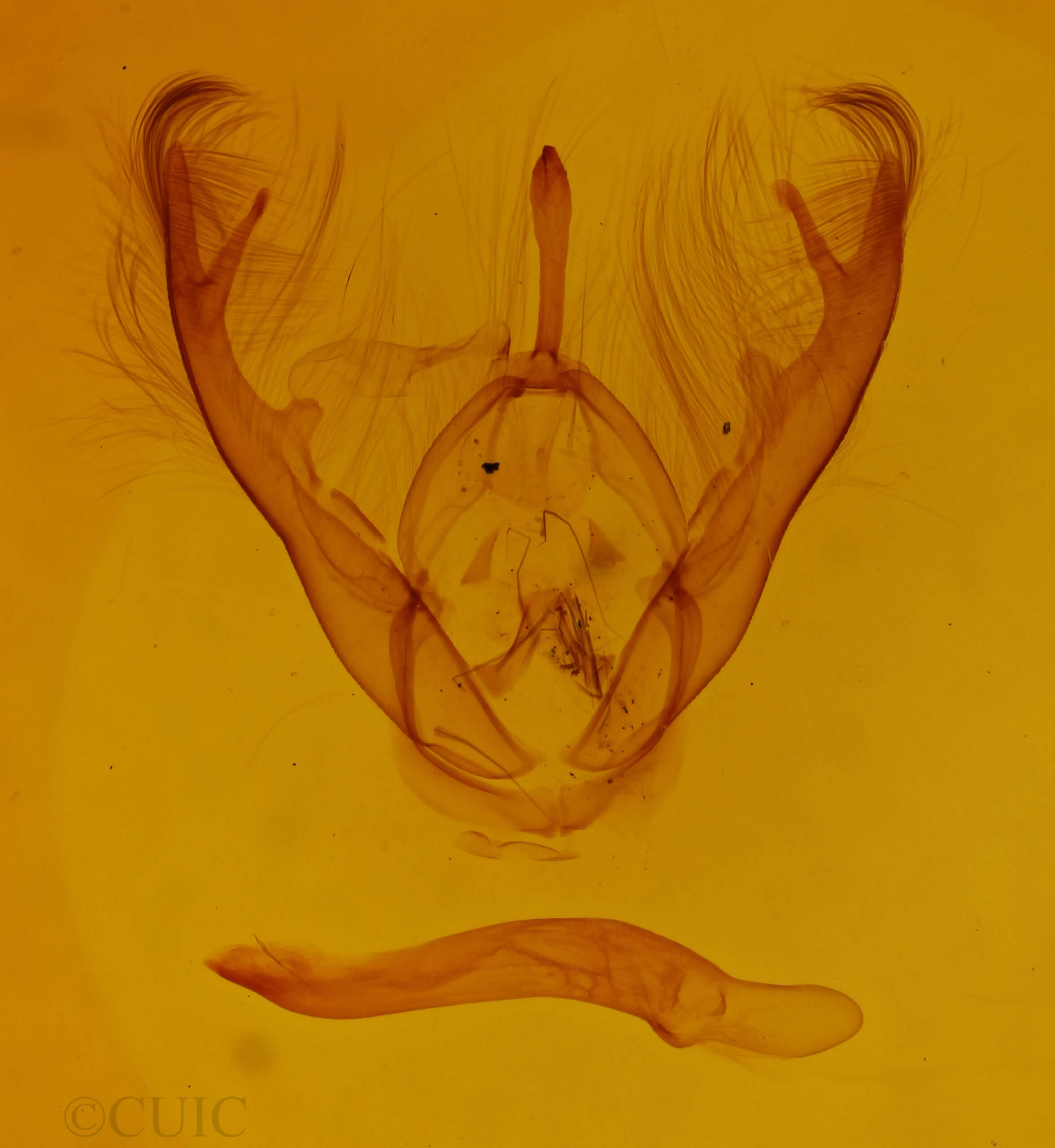 genitalia view of adult Lesmone detrahens
