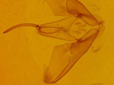 genitalia view of adult Lesmone hinna