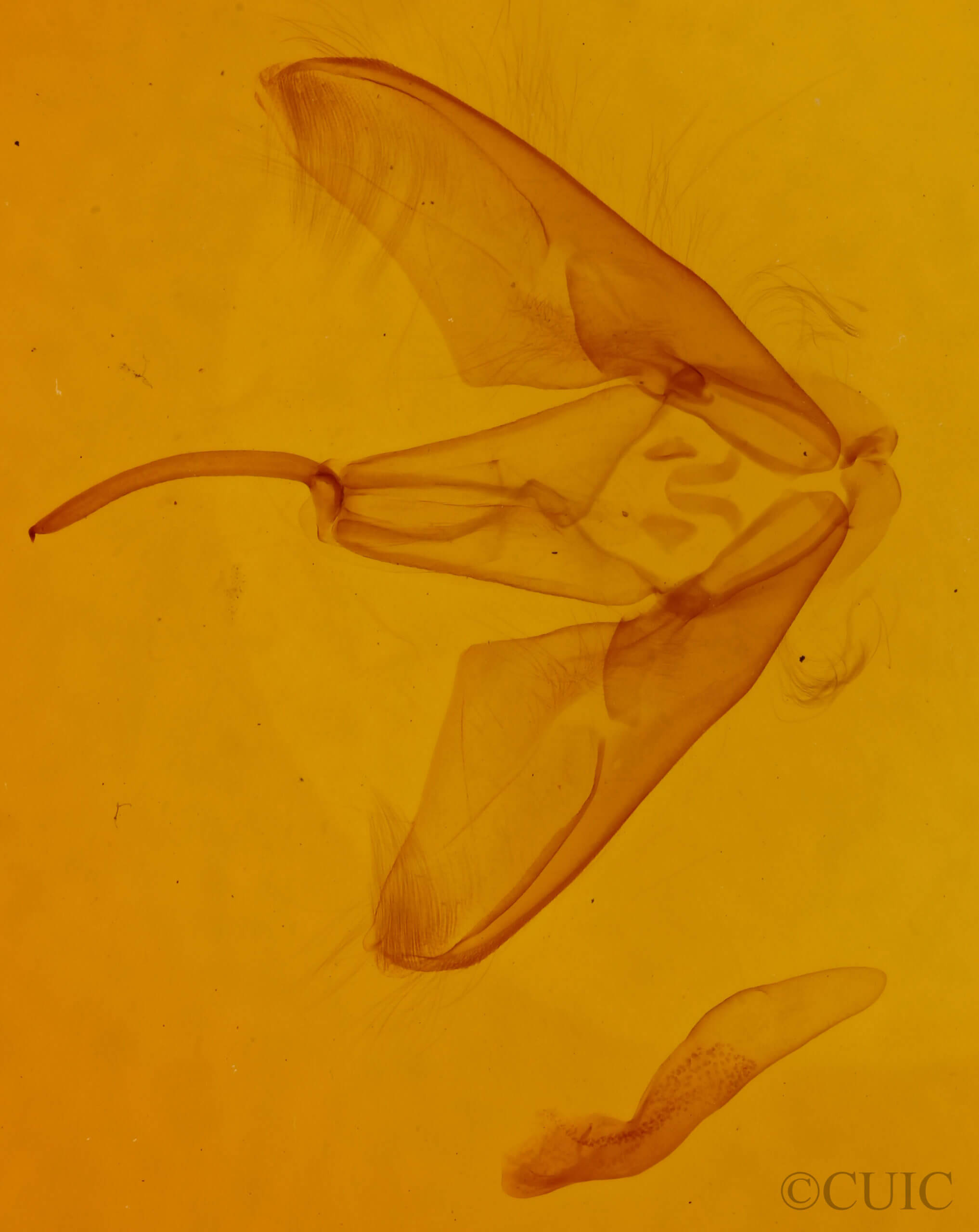 genitalia view of adult Lesmone hinna