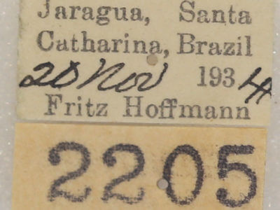 label view of adult Canodia difformis