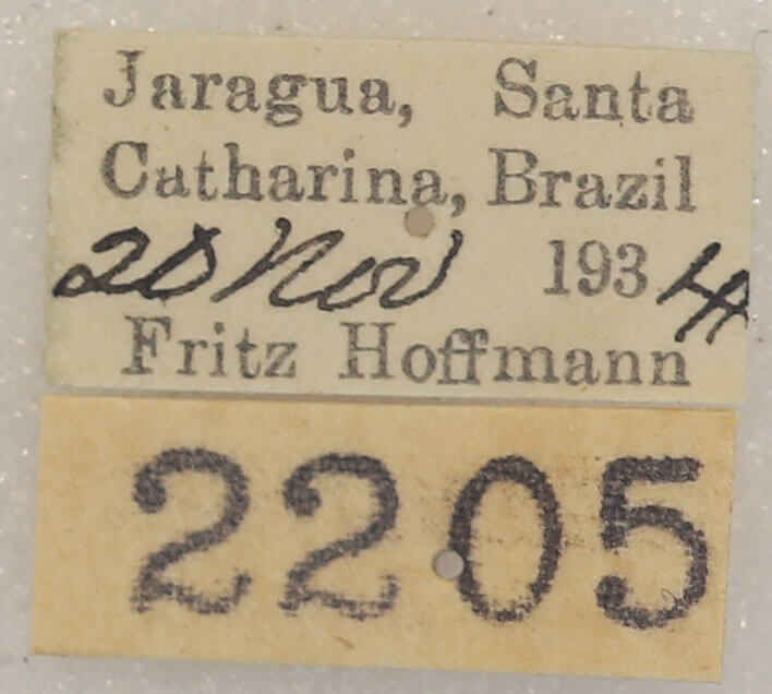 label view of adult Canodia difformis