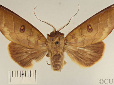 dorsal view of adult Canodia difformis