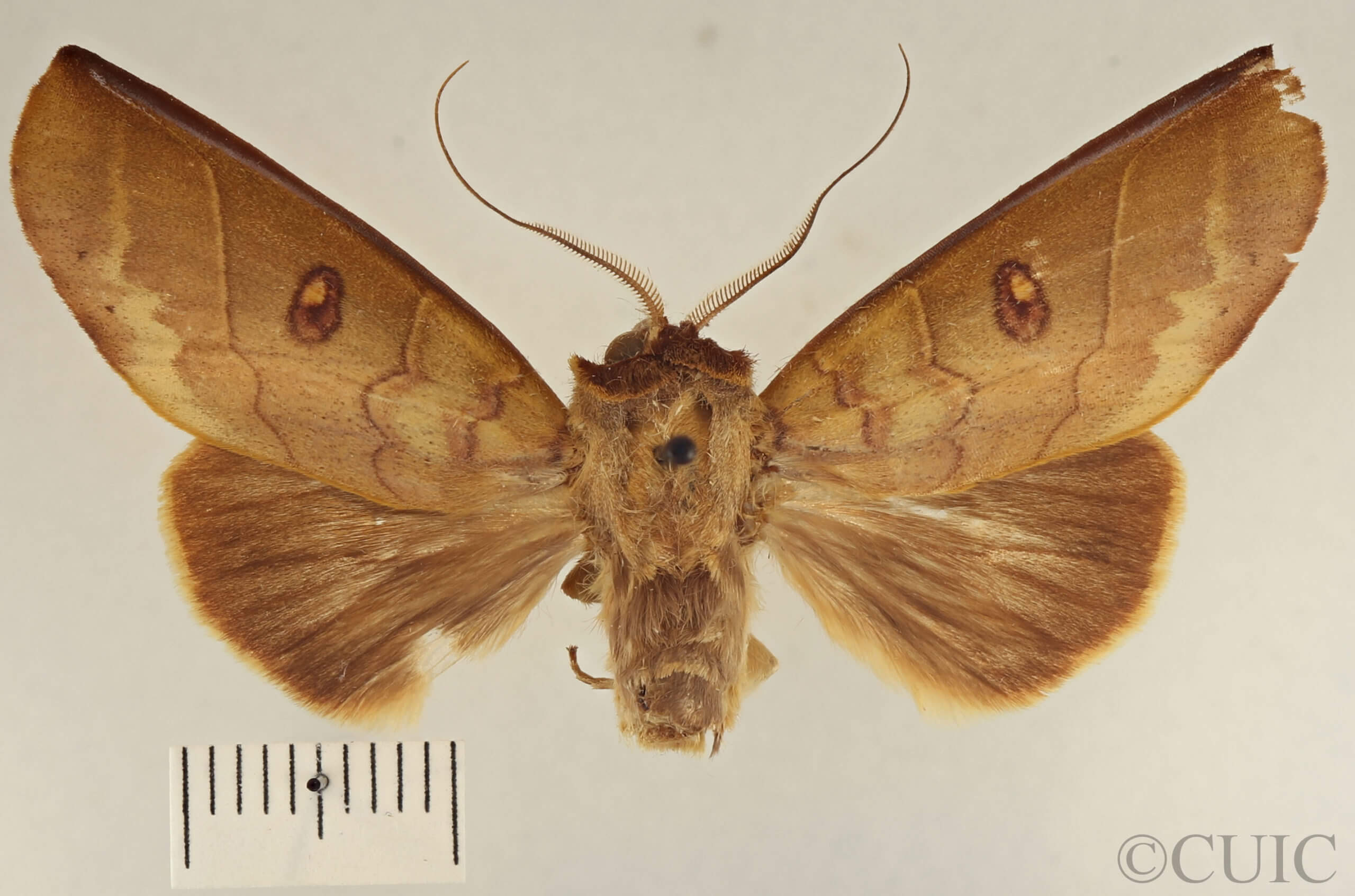 dorsal view of adult Canodia difformis