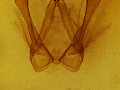 genitalia view of adult Canodia difformis