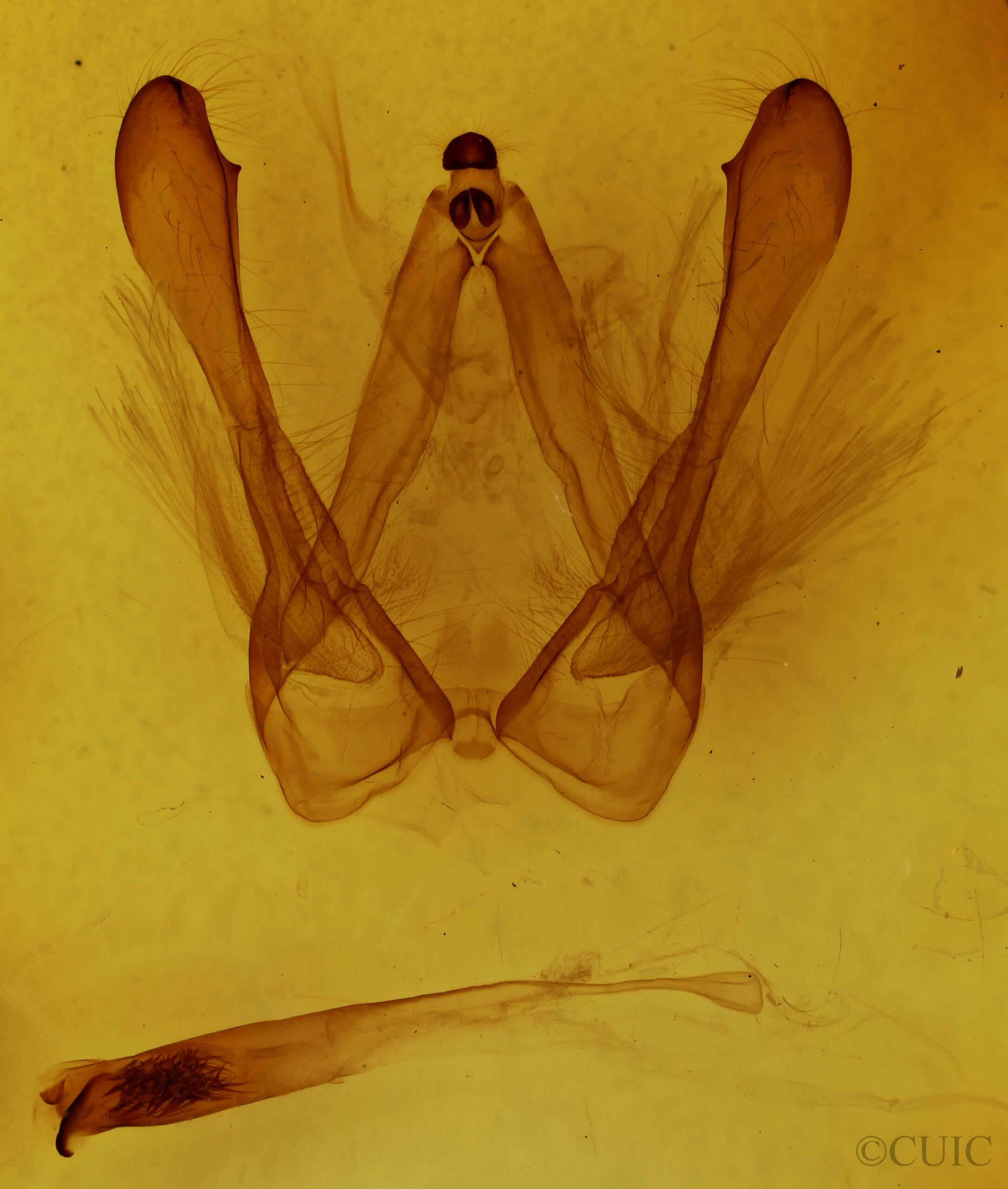genitalia view of adult Canodia difformis