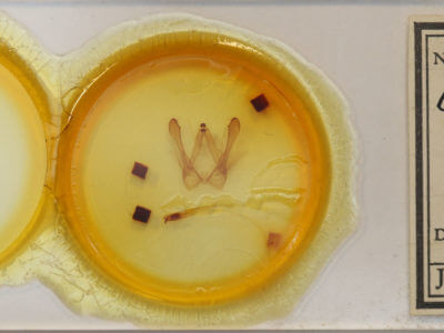 slide view of adult Canodia difformis