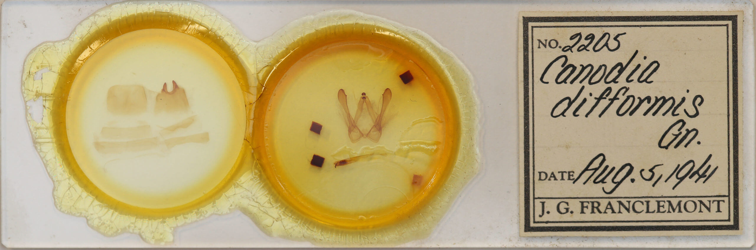 slide view of adult Canodia difformis