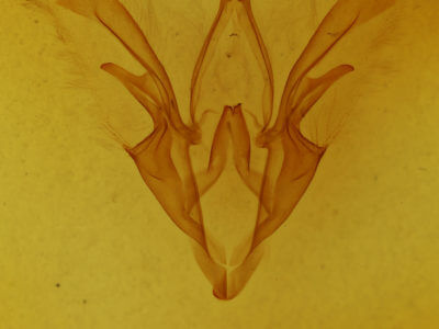 genitalia view of adult Catocala andromedae